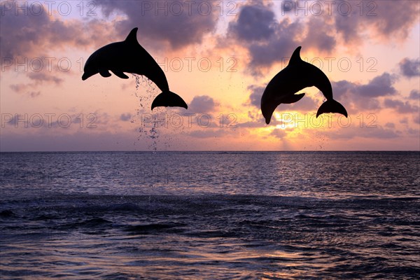 Bottlenose Dolphin (Tursiops truncatus)