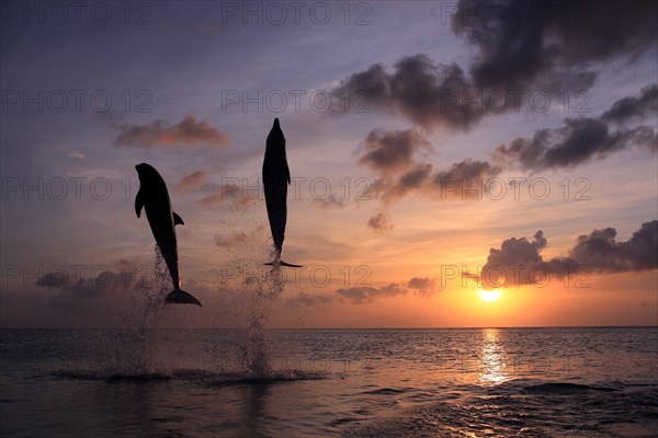 Bottlenose Dolphin (Tursiops truncatus)