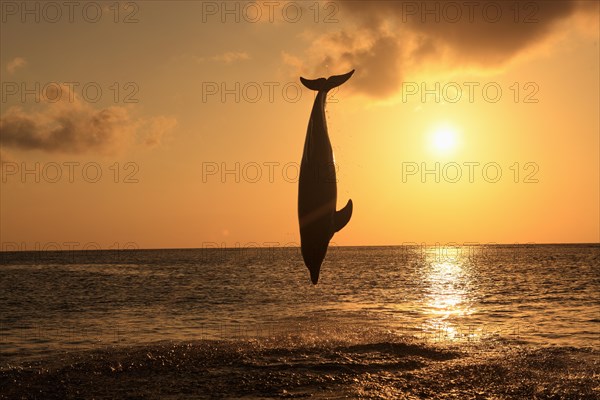Bottlenose dolphin (Tursiops truncatus) leaping out of the water at sunset