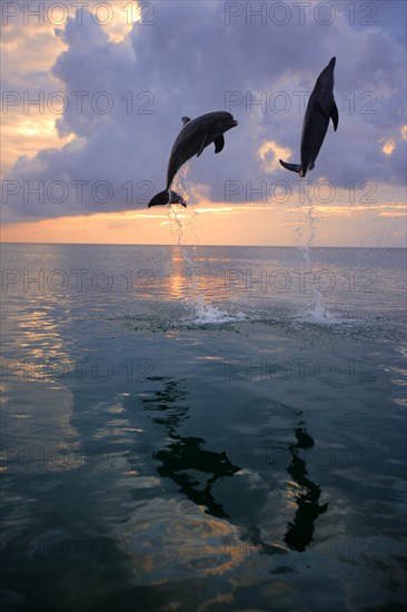 Bottlenose Dolphin (Tursiops truncatus)
