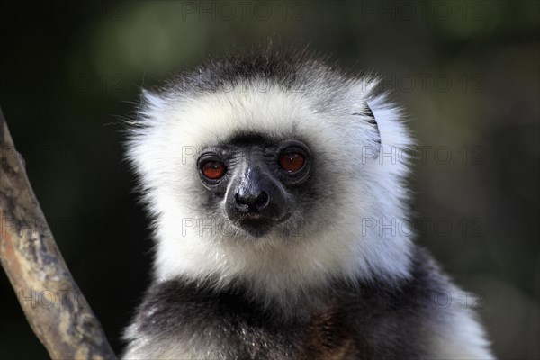Diademed Sifaka (Propithecus diadema)