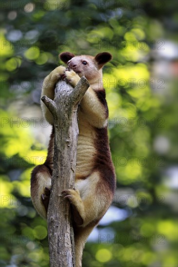 Goodfellow's Tree Kangaroo (Dendrolagus goodfellowi buergersi)