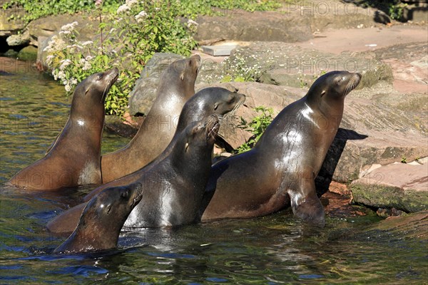 California Sea Lions (Zalophus californianus)