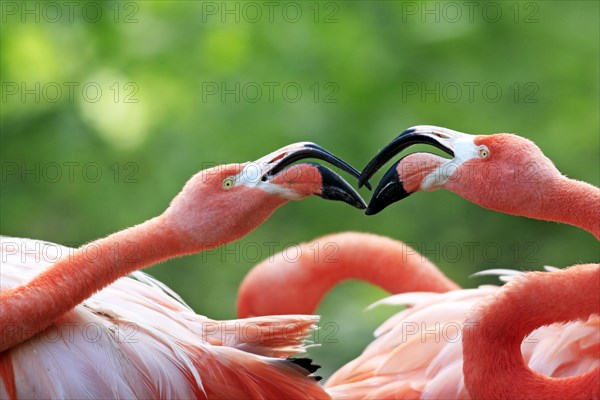 American Flamingos (Phoenicopterus ruber)