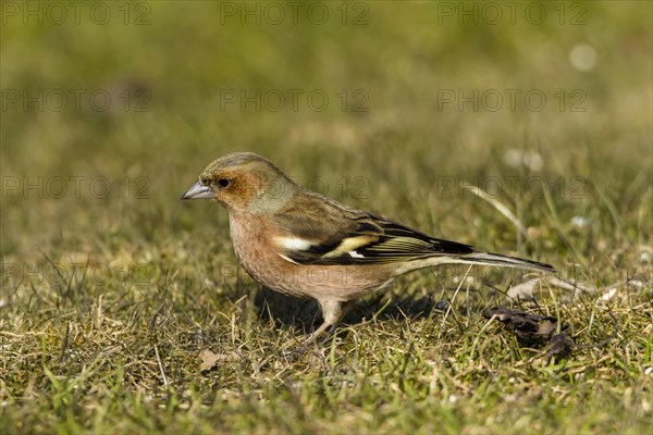 Chaffinch (Fringilla coelebs)