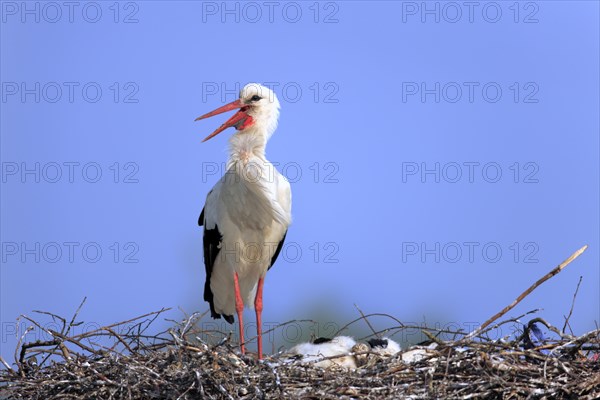 White Stork (Ciconia ciconia)
