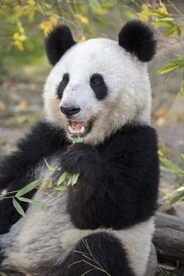 Panda (Ailuropoda melanoleuca)