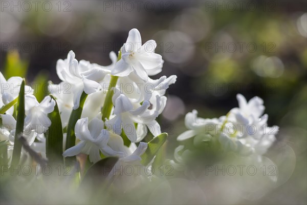 Garden Hyacinth or Dutch Hyacinth (Hyacinthus orientalis)
