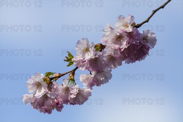 Blossoms of a Flowering Almond (Prunus triloba)