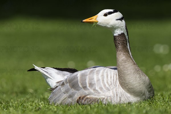 Bar-headed Goose (Anser indicus) lying on a meadow