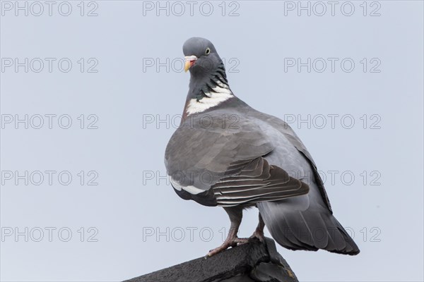 Wood Pigeon (Columba palumbus)