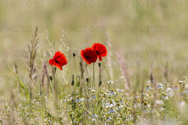Corn Poppies (Papaver rhoeas)