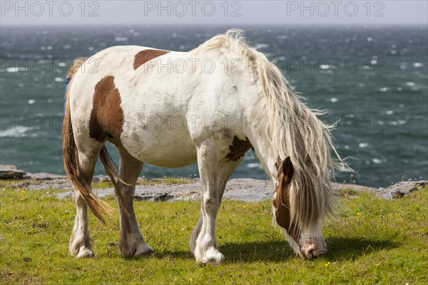 Pony on the sea