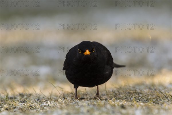 Blackbird (Turdus merula)