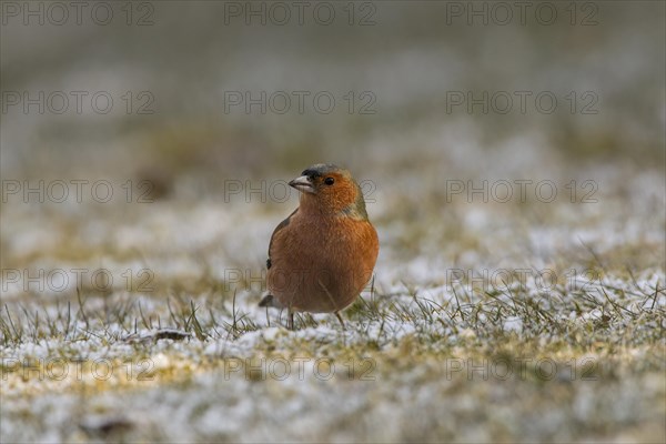 Chaffinch (Fringilla coelebs)