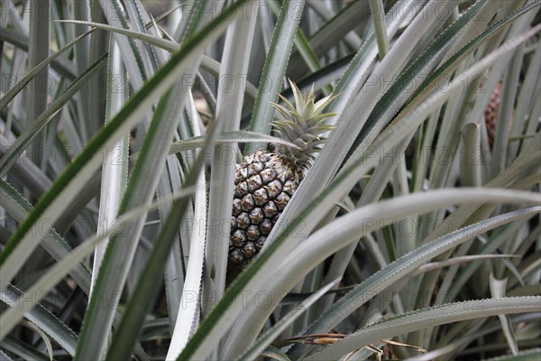 Pineapple (Ananas comosus) in a greenhouse