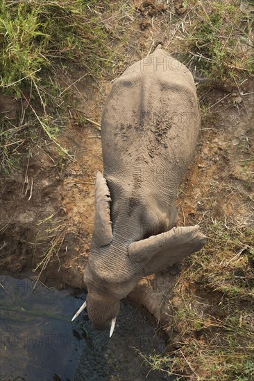 African Bush Elephant (Loxodonta africana)