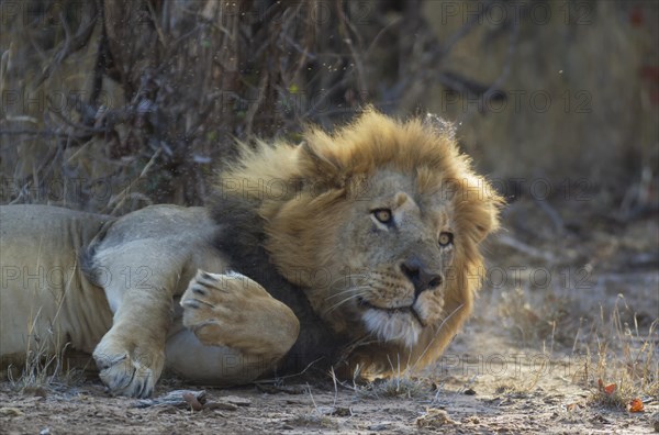 Lion (Panthera leo)