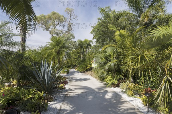 Caribbean Garden