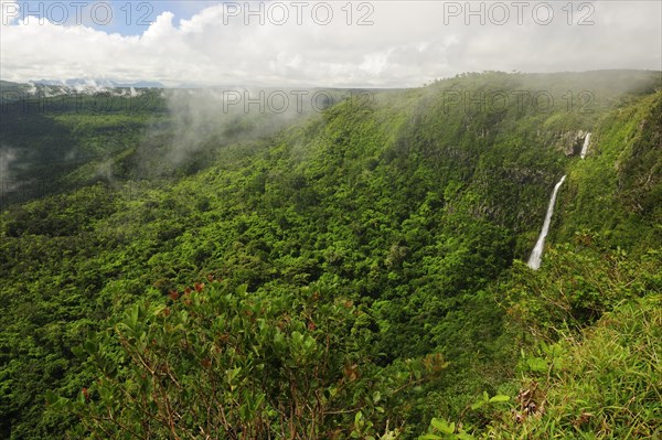 Jungle landscape