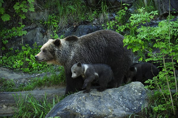 Brown Bear (Ursus arctos) with its cubs