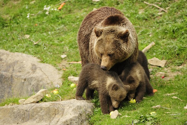 Brown Bear (Ursus arctos) looking at her two cubs