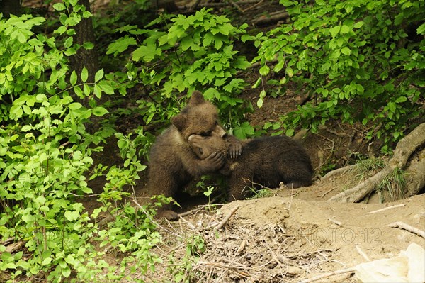 Brown Bears (Ursus arctos)