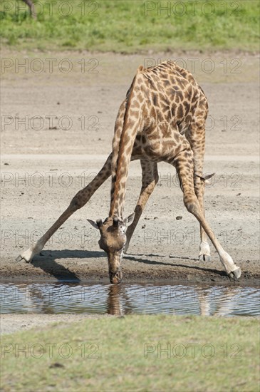 Giraffe (Giraffa camelopardalis) bending down while drinking