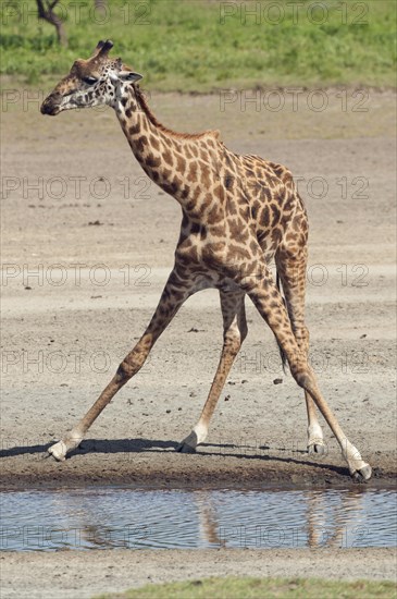 Giraffe (Giraffa camelopardalis) bending down awkwardly to drink
