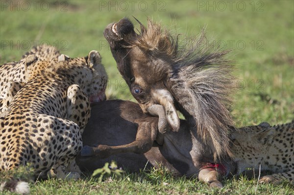 Cheetahs (Acinonyx jubatus) killing a Blue Wildebeest (Connochaetes taurinus)