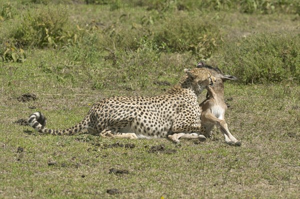 Cheetah (Acinonyx jubatus) killing a Blue Wildebeest (Connochaetes taurinus) calf by biting its throat