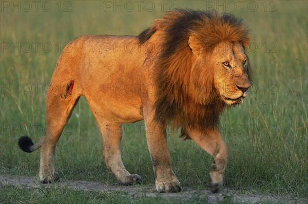 Lion (Panthera leo)