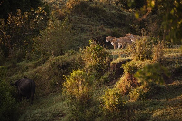 Three Lionesses (Panthera leo) pursuing a buffalo