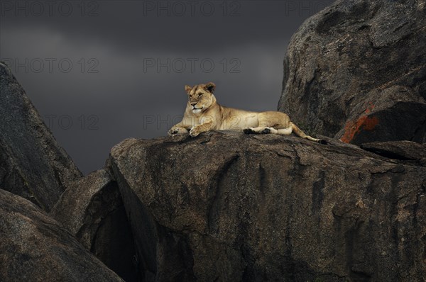 Lioness (Panthera leo) on a rock during a storm