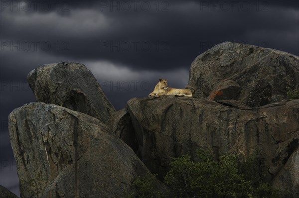 Lioness (Panthera leo) on a rock during a storm