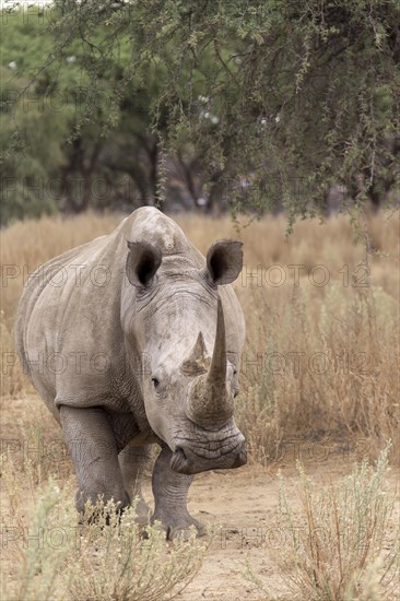 White Rhinoceros or Square-lipped Rhinoceros (Ceratotherium simum)