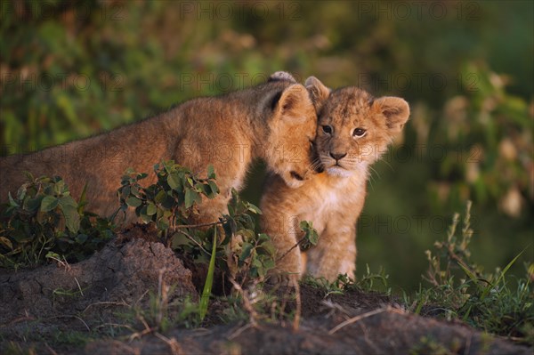 Lion cubs (Panthera leo) snuggling up to each other in the early morning light
