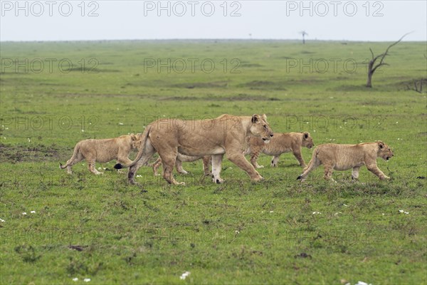 Lioness (Panthera Leo) with her four lion cubs