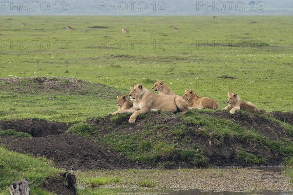 Lioness (Panthera Leo) with her four lion cubs at a waterhole