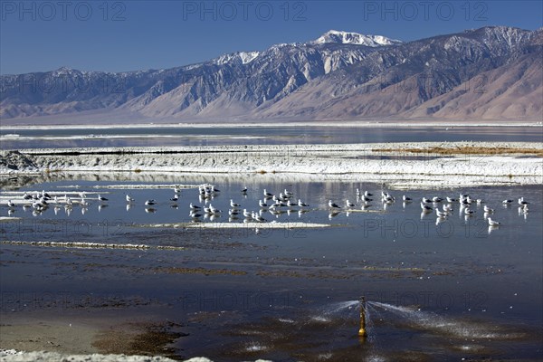 Birds in Owens Lake