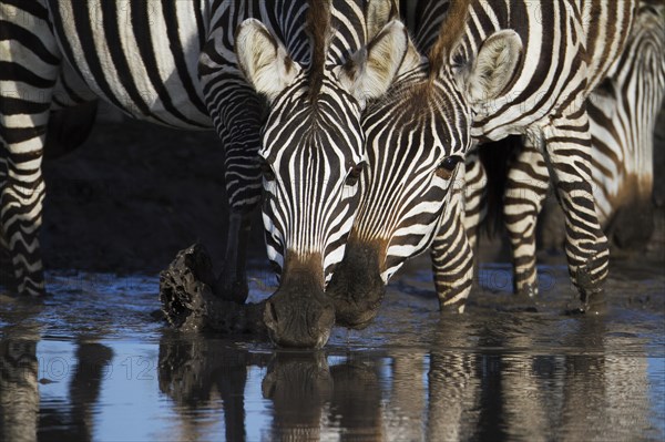 Zebras (Equus quagga) drinking at a waterhole