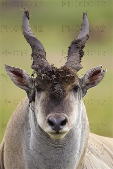 Eland (Taurotragus oryx)