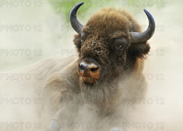 European Bison (Bison bonasus) in the whirling dust