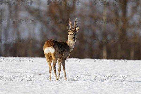 Roebuck (Capreolus capreolus) in velvet