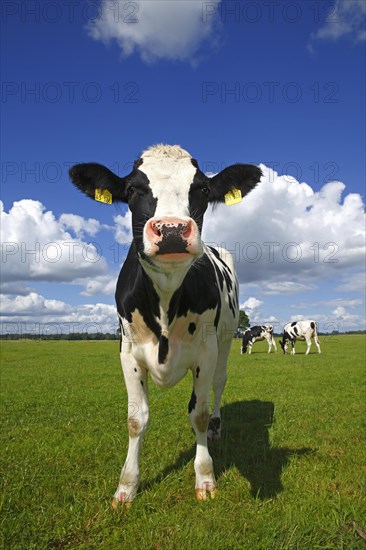 Curious young Friesian dairy cow on a pasture