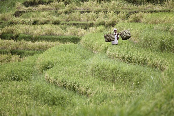 Farmer carrying two baskets through his rice field