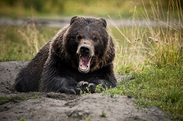 Grizzly Bear (Ursus arctos horribilis) with wide open jaws