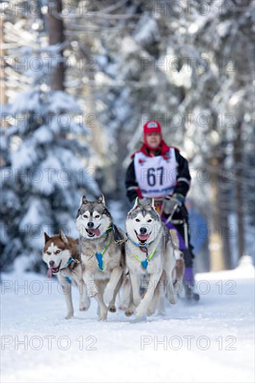 Sled dog team