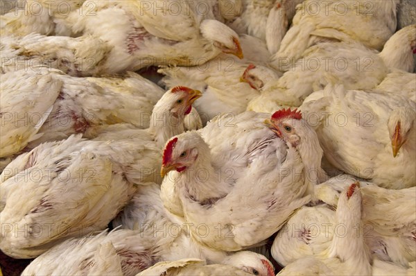 Caged chickens (Gallus gallus domesticus)