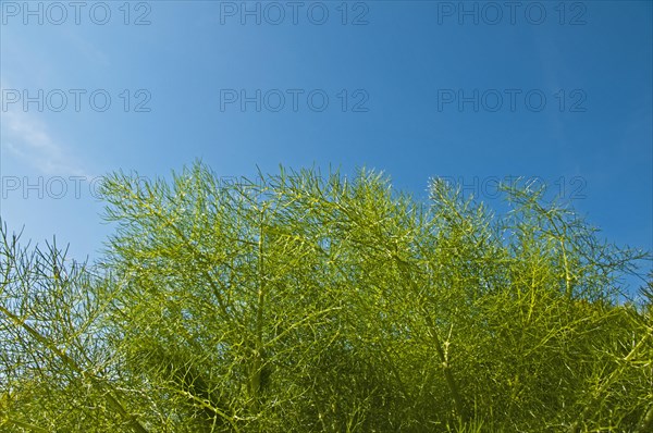Fennel plant (Foeniculum vulgare)